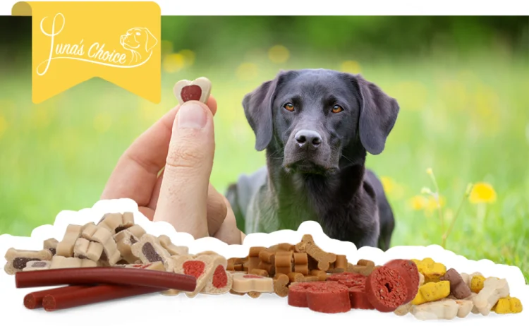 Boulettes d’entraînement pour chiens au saumon, sans céréales, 500 g – Luna's Choice Trainer Mix boulettes au saumon – Image 3