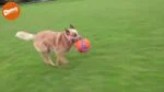 Ballon de football pour chien avec encoches en caoutchouc, Ø 14 cm – Chuckit! Kick Fetch Dog S – Image 3