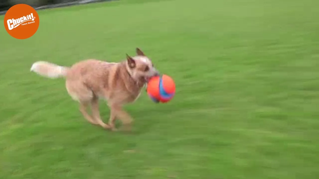 Ballon de football pour chien avec encoches en caoutchouc, Ø 14 cm – Chuckit! Kick Fetch Dog S – Image 3