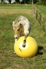 Ballon de jeu jaune pour chevaux, 65 cm – Maximus Power Play Ball – Image 2