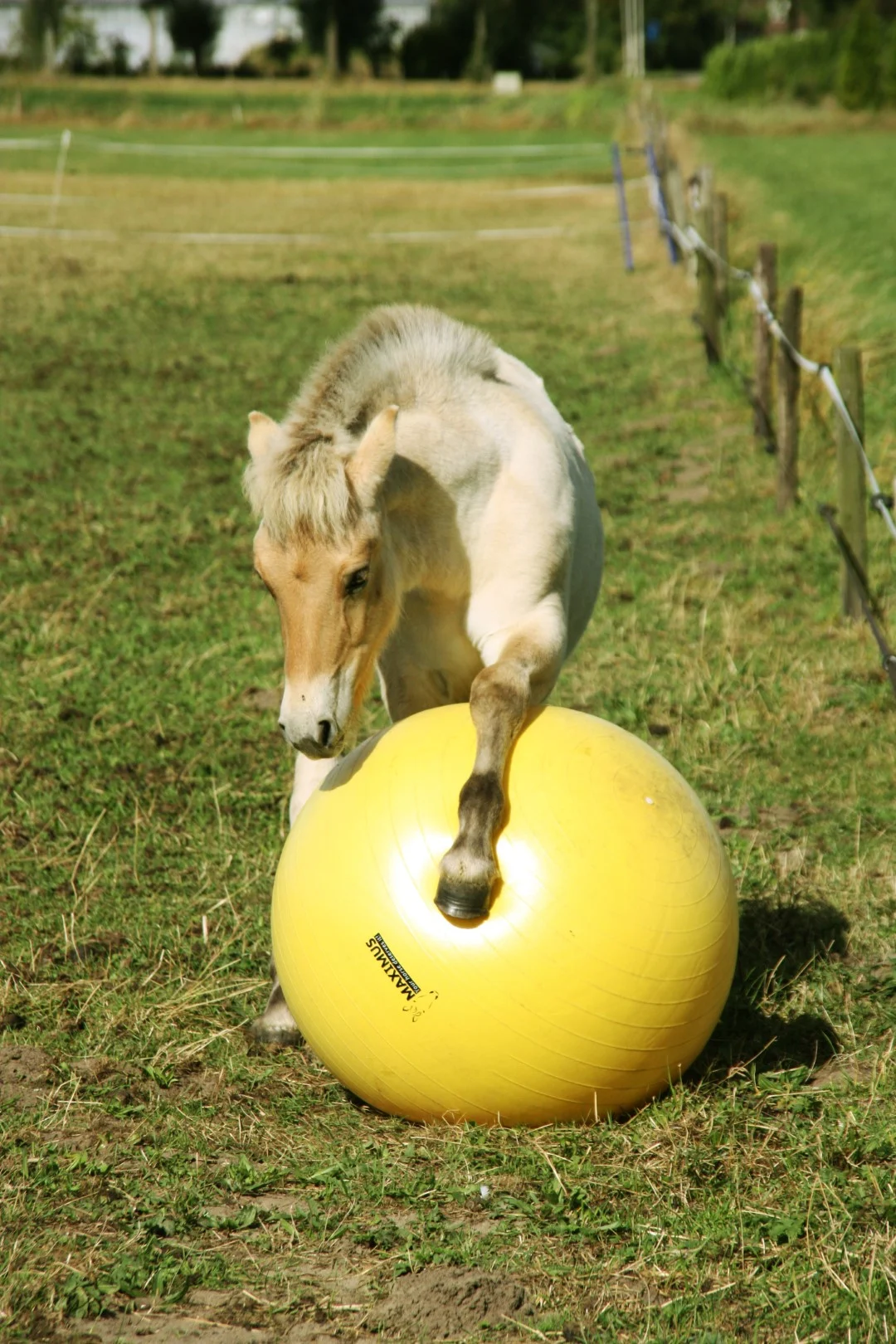Ballon de jeu jaune pour chevaux, 65 cm – Maximus Power Play Ball – Image 2