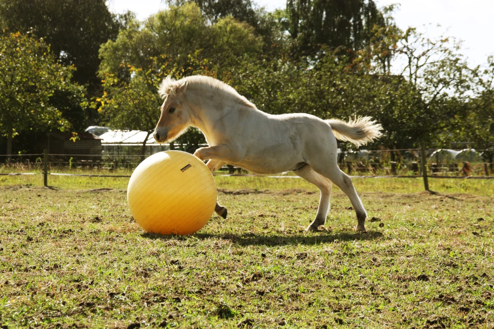 Ballon de jeu jaune pour chevaux, 65 cm – Maximus Power Play Ball – Image 6