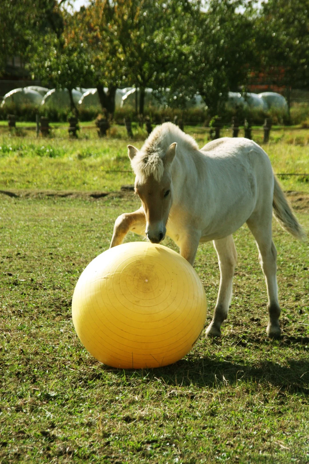 Ballon de jeu jaune pour chevaux, 65 cm – Maximus Power Play Ball – Image 3