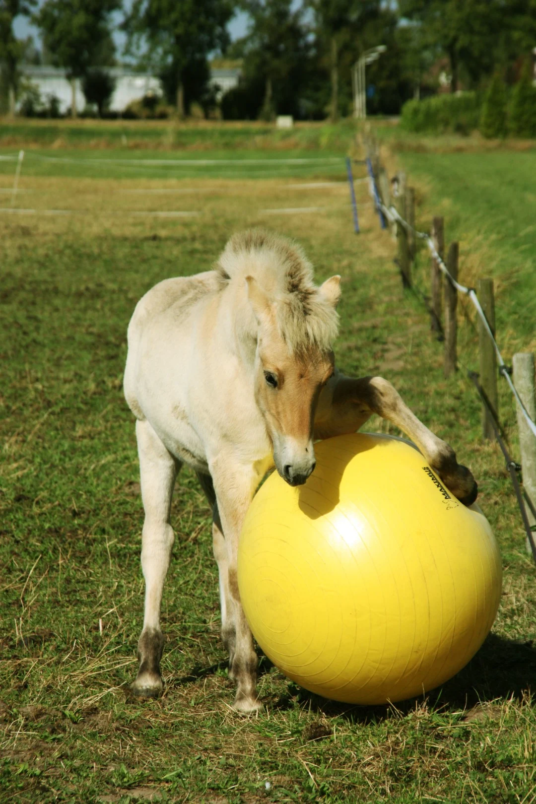 Ballon de jeu jaune pour chevaux, 65 cm – Maximus Power Play Ball – Image 4