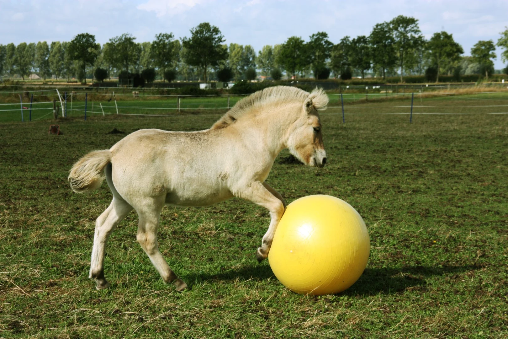 Ballon de jeu jaune pour chevaux, 65 cm – Maximus Power Play Ball – Image 5