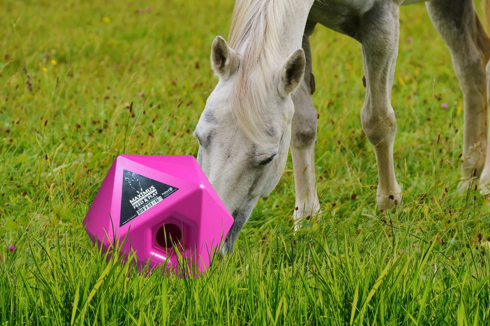 Cube distributeur de friandises pour chevaux rose, ouverture de 37 mm – Maximus Feed & Play Cube – Image 3