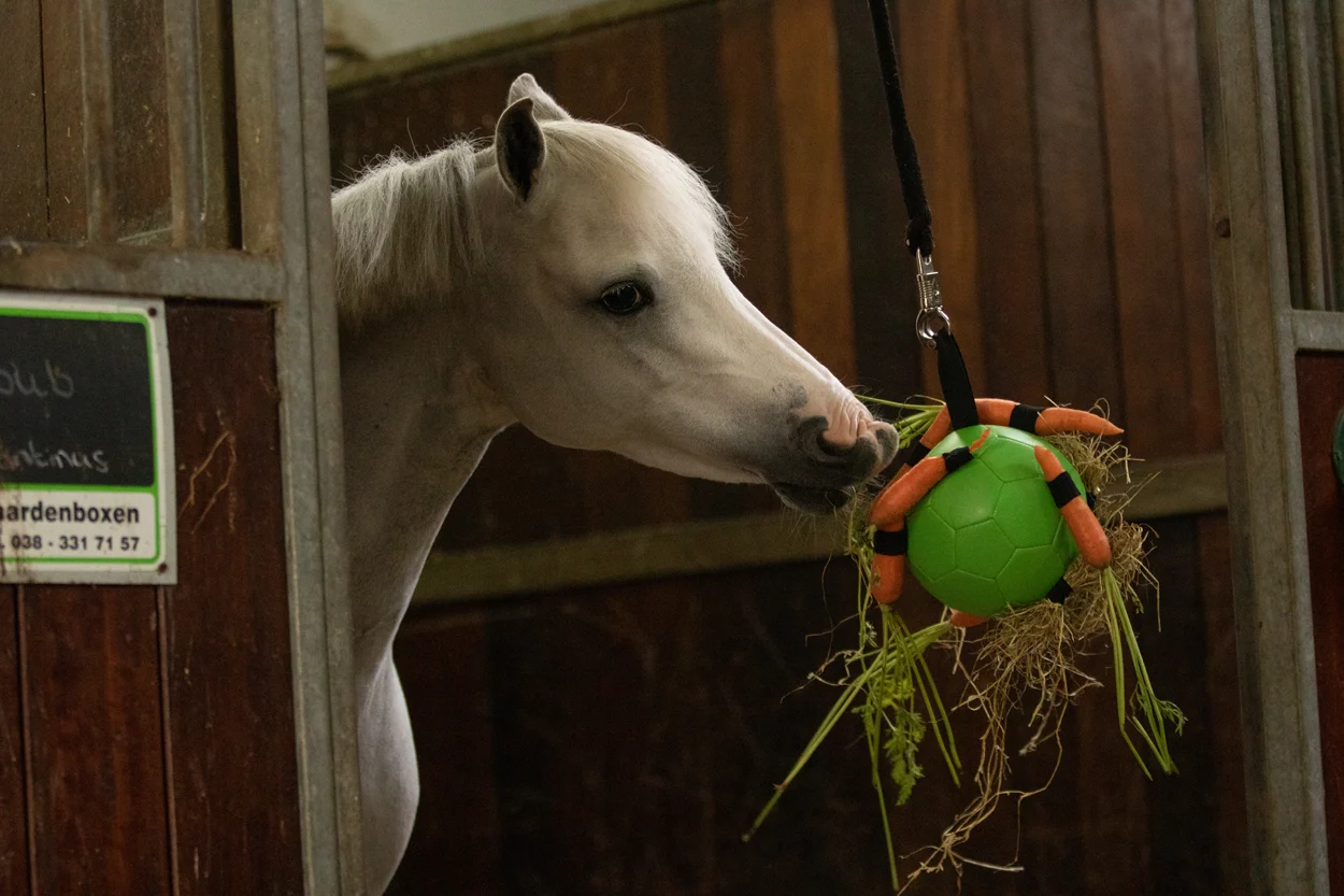 Balle de jeu pour cheval avec élastiques, 19 cm, rose – Excellent Horse Fun Play Ball – Image 4