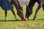 Balle de jeu pour cheval avec élastiques, 19 cm, rose – Excellent Horse Fun Play Ball – Image 6
