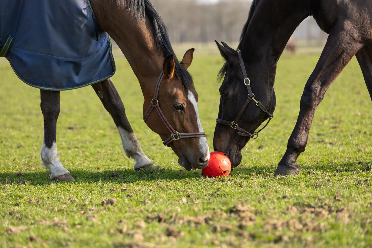 Balle de jeu pour cheval avec élastiques, 19 cm, rose – Excellent Horse Fun Play Ball – Image 6