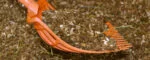 Fourche à fumier en plastique sans manche, orange, 41 x 36 x 11 cm – Vplast – Image 4