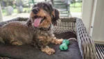 Os à mâcher pour chiens en caoutchouc naturel avec parfum de menthe – Moodies DJ Derpy – Image 4