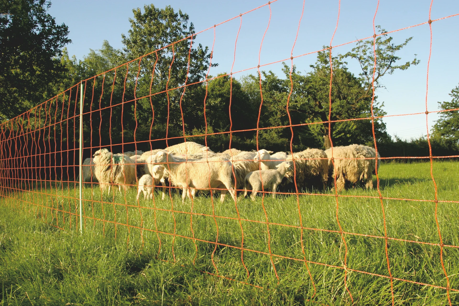 Filet à moutons 50 m, hauteur 106 cm, pointe double – Euro-Netz – Image 2