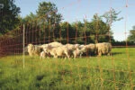 Filet à moutons 50 m, hauteur 106 cm, à double pointe – Euro-Netz Combi – Image 2
