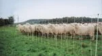 Filet à moutons 50 m, hauteur 106 cm, à double pointe – Euro-Netz Combi – Image 3