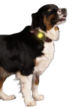 Lampe de sécurité pour collier de chien, jaune, 2 modes d’éclairage – Nightwalk Safety Light – Image 3