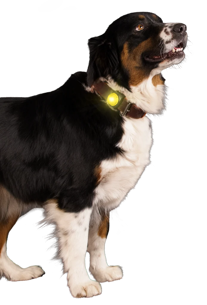 Lampe de sécurité pour collier de chien, jaune, 2 modes d’éclairage – Nightwalk Safety Light – Image 3