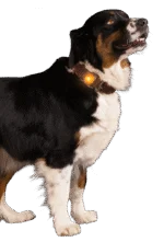 Lampe de sécurité pour collier de chien, orange, 2 modes d’éclairage – Nightwalk Safety Light – Image 3