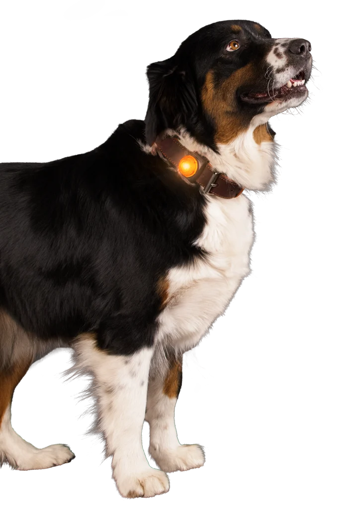 Lampe de sécurité pour collier de chien, orange, 2 modes d’éclairage – Nightwalk Safety Light – Image 3