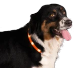 Collier lumineux rechargeable pour chien, orange – Nightwalk Safety Collar – Image 3