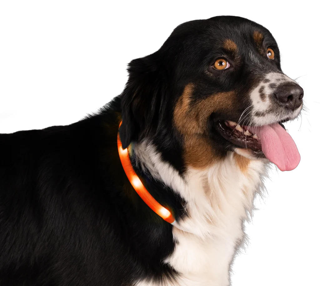 Collier lumineux rechargeable pour chien, orange – Nightwalk Safety Collar – Image 3