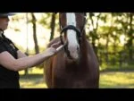 Complément énergétique pour chevaux avec vitamines A et D, 12 ml – Excellent Horse Vitasporal – Image 4