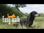 Harnais pour chien avec laisse en corde, noir, Regular 345 cm – Easy Walk modèle à bandoulière – Image 4
