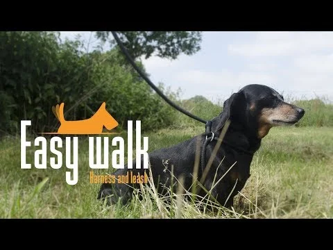 Harnais pour chien avec laisse en corde, noir – Modèle à poignée Easy Walk – Image 4