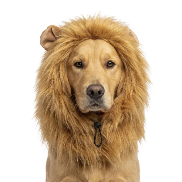 Crinière de lion orange pour chien L – Parure à crinière orange Holland