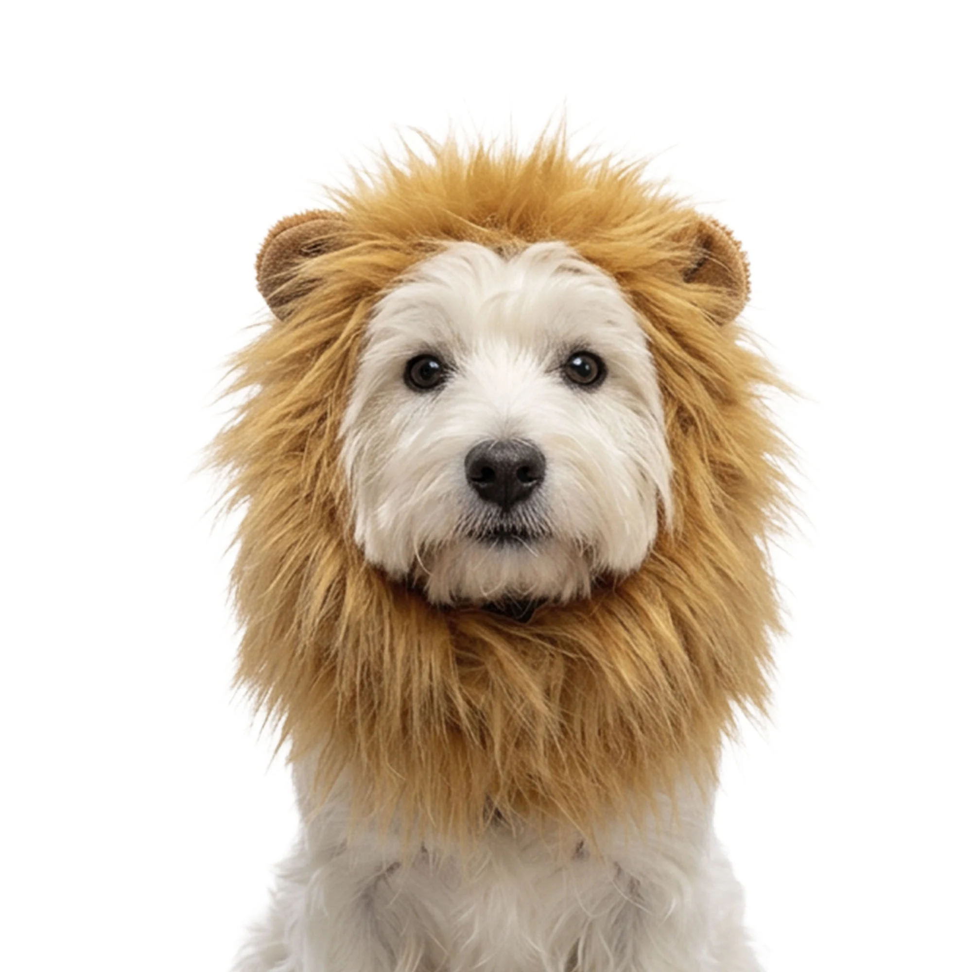 Crinière de lion orange pour chien M – Crinière de lion orange Holland – Image 1