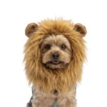 Coiffe de lion orange pour chien S – Coiffe de lion orange Holland