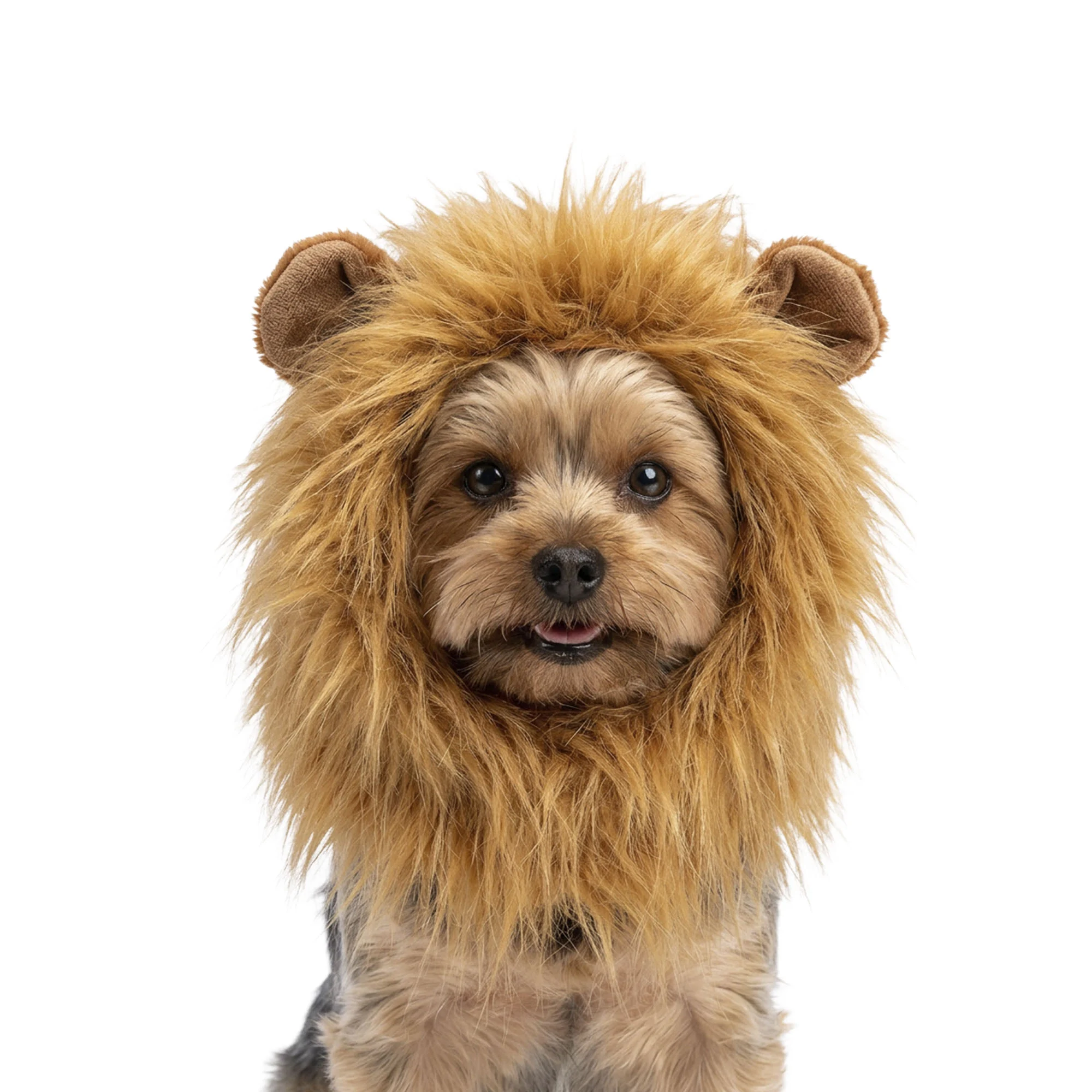 ORAN0011S_00.jpg Coiffe de lion orange pour chien S – Coiffe de lion orange Holland – Image 1