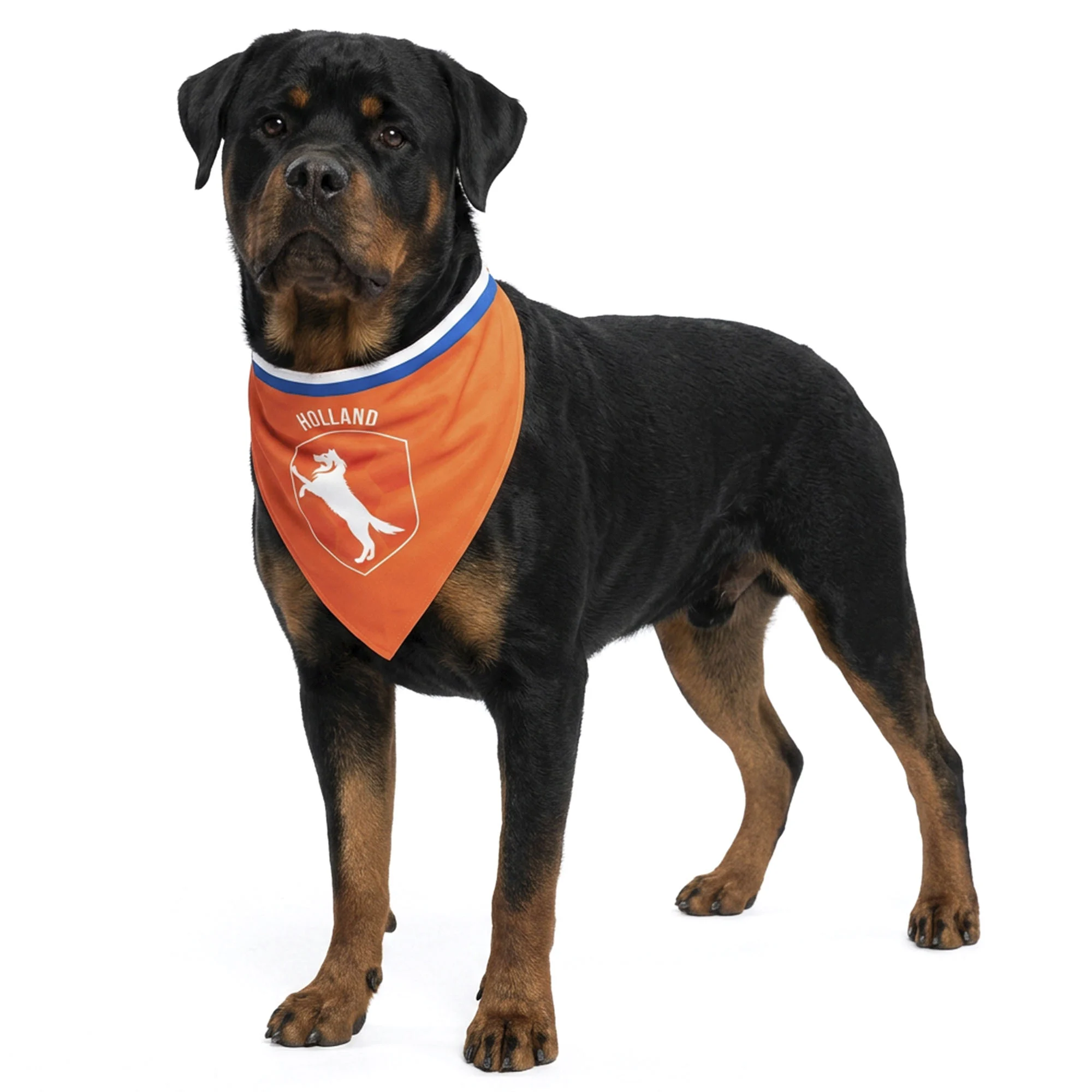 Bandana orange pour chien L pour la fête du Roi – Bandana orange Holland – Image 1