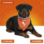 Bandana orange pour chien L pour la fête du Roi – Bandana orange Holland – Image 4