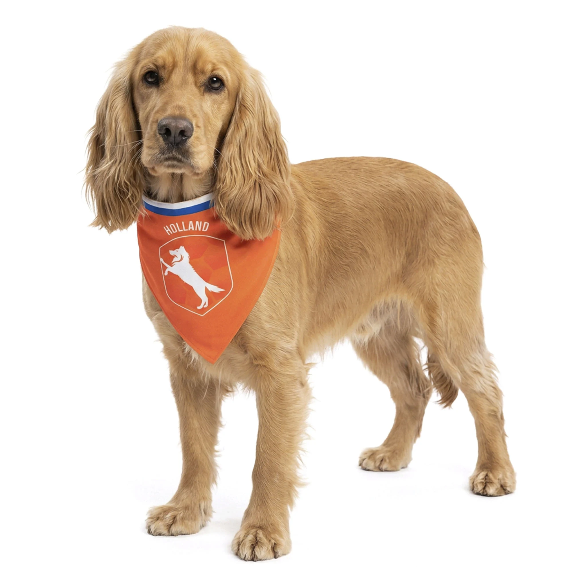 ORAN0017M_00.jpg Bandana orange pour chien M pour la fête du Roi – Bandana orange Holland – Image 1
