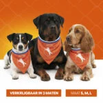 Bandana orange pour chien S pour la fête du Roi – Bandana orange Holland – Image 6