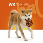 Jouet pour chien en latex avec couineur, orange, L – Holland Mr. Dutch – Image 2