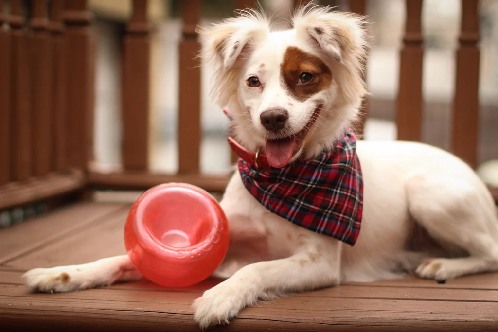Jouet à friandises pour chiens en TPE – Outward Hound Orbee-Tuff Snoop (Lil' Snoop) – Image 2