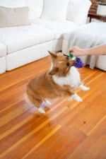 Jouet à mâcher avec corde et parfum fruité – Outward Hound (Kyjen) Dental Grapes – Image 4