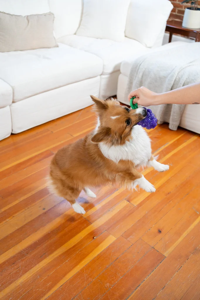 Jouet à mâcher avec corde et parfum fruité – Outward Hound (Kyjen) Dental Grapes – Image 4