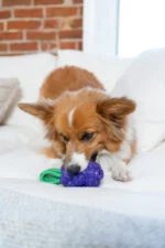Jouet à mâcher avec corde et parfum fruité – Outward Hound (Kyjen) Dental Grapes – Image 5