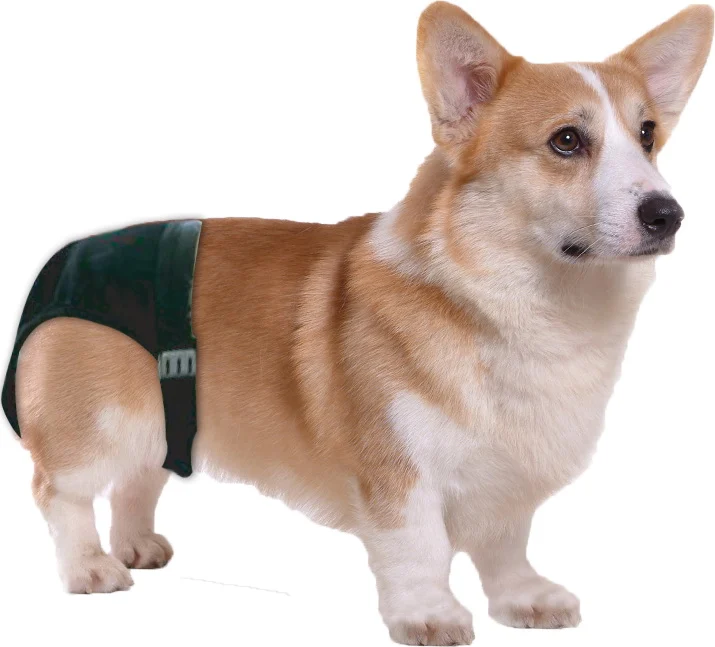 Culotte de chaleurs pour chien avec 1 serviette absorbante, tour de ventre de 16 à 23 cm – Pawise Sanitary Pants XS – Image 2