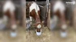 Boisson de vêlage pour vaches laitières avec minéraux, 20 x 500 g – Excellent Afkalf Drank – Image 2