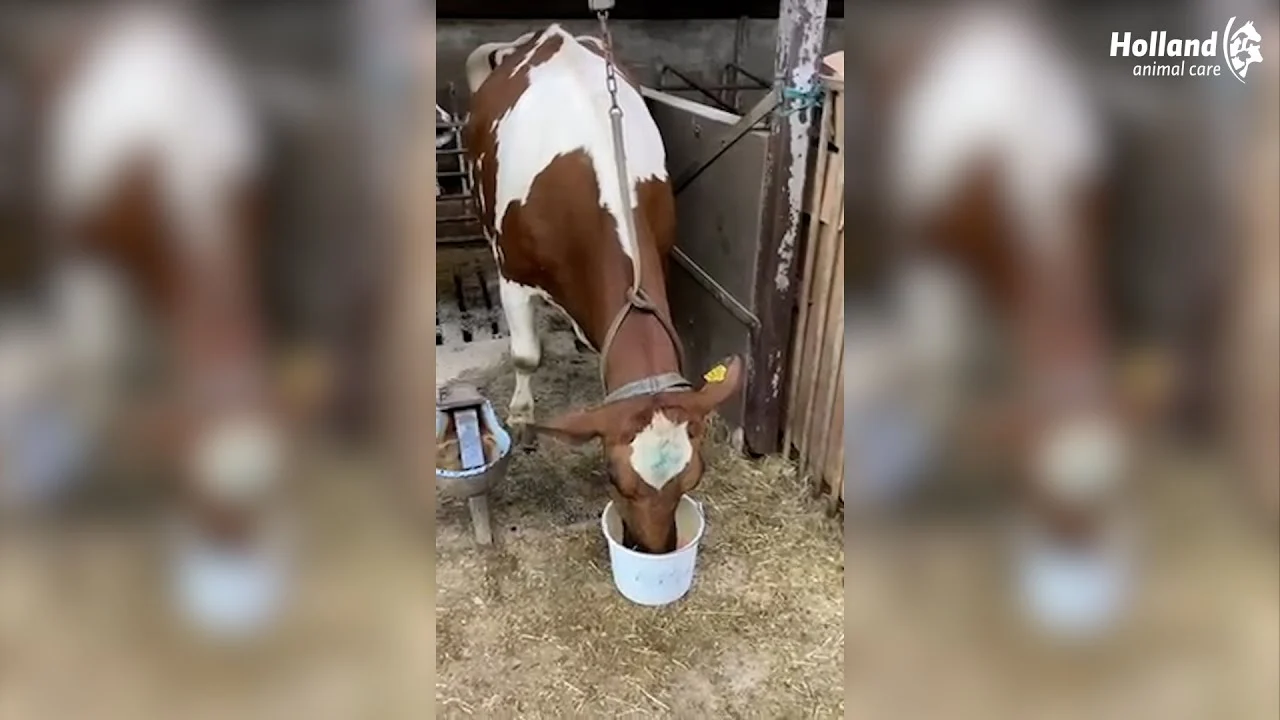 Boisson de vêlage pour vaches laitières avec minéraux, 20 x 500 g – Excellent Afkalf Drank – Image 2