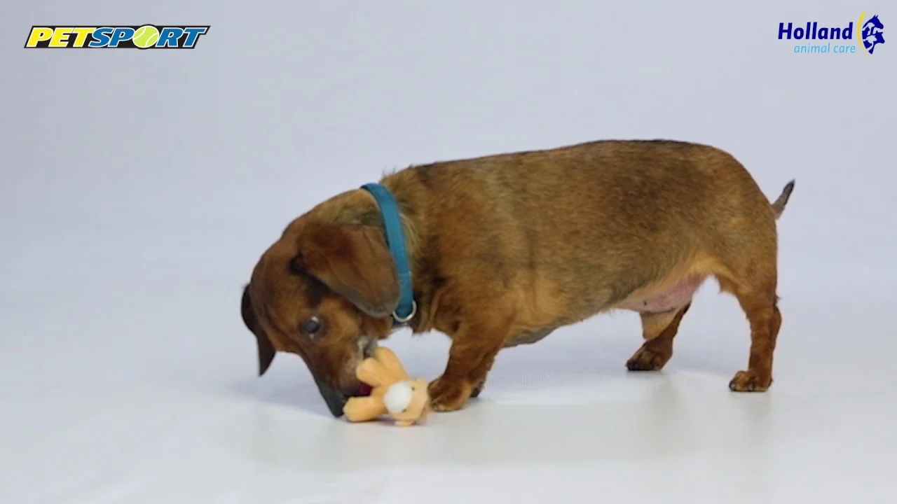 Peluche pour chien avec couineur, marron, env. 10 cm – Petsport Tiny Tots Teddy – Image 2