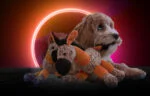 Peluche pour chien âne avec couineur, orange S – Retro Dog Donkey – Image 4