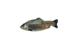 Poisson de jeu animé Truite avec Madnip, 30 cm – Robocat Fish – Image 2