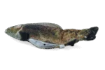 Poisson de jeu animé Truite avec Madnip, 30 cm – Robocat Fish – Image 3