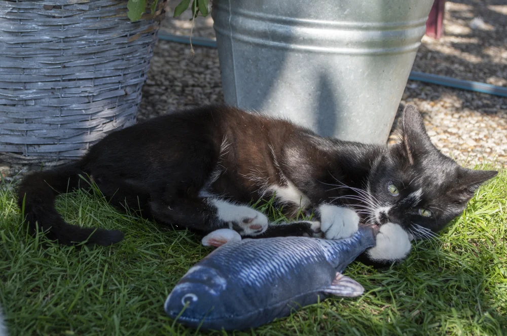 Poisson de jeu animé Truite avec Madnip, 30 cm – Robocat Fish – Image 5