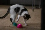 Souris de jeu avec capteur de mouvement et Madnip, rose – Robocat Mouse – Image 5
