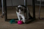 Souris de jeu avec capteur de mouvement et Madnip, rose – Robocat Mouse – Image 4